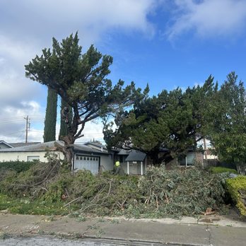 Chavez Tree Service - Removal in progress - Tree Services Near Me - Tracy, California Chavez Tree Service - Removal in progress - Tree Services Near Me - Tracy, California
