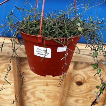 Botany - Botany Plant Nursery, 6/11/2023 String of Needles $30 - Nurseries & Gardening Near Me - Las Vegas, Nevada Botany - Botany Plant Nursery, 6/11/2023 String of Needles $30 - Nurseries & Gardening Near Me - Las Vegas, Nevada