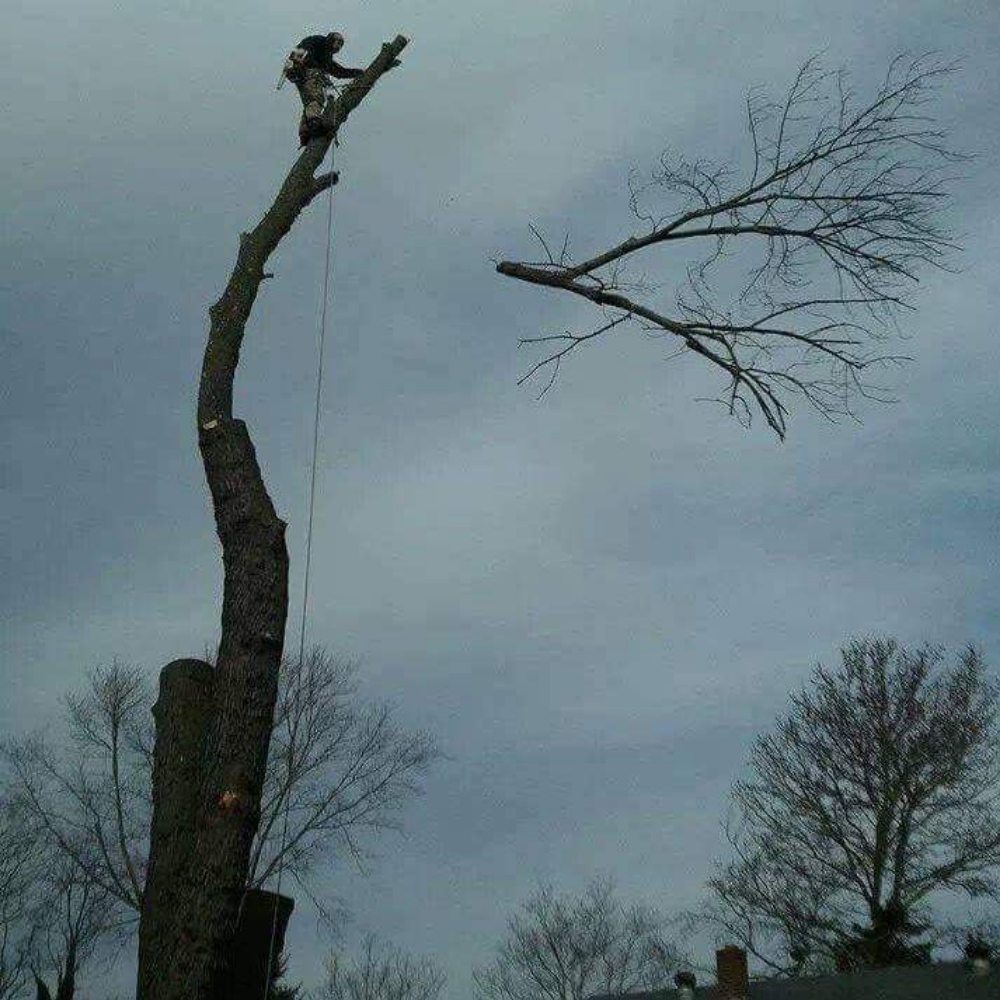 Fischer Landscape and Tree Service - tree service in Cincinnati, OH
