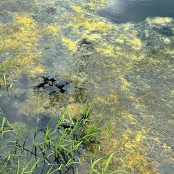 Magic Mountain Fun Center - East - Beautiful clear pond