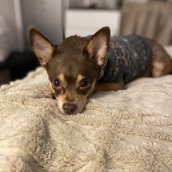 Coats & Tails