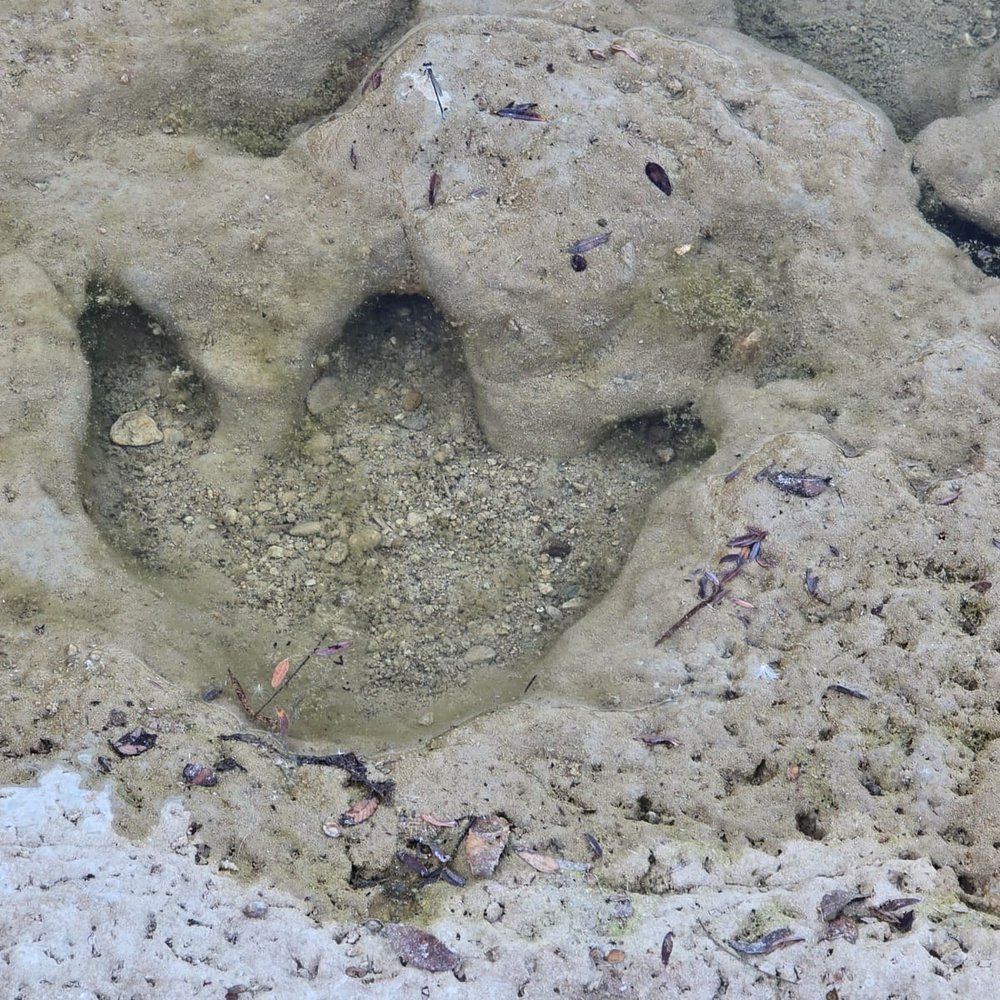 Dinosaur Valley State Park - Dinosaur track - Parks Near Me - Glen Rose, Texas