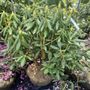 Photo of Cahoon Nursery
