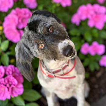 Muddy Paws Mobile Grooming - Pet Groomers Near Me - Norco, California Muddy Paws Mobile Grooming - Pet Groomers Near Me - Norco, California