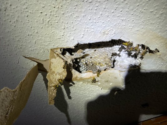 Wasp Nest Removal - Cloverleaf will not only resolve your stinging pest issue, we will remove the nest or swarms from your home, trees, or other structures and seal up the holes that they may be infesting.
Remember, attic inspections are a part of each inspection of our Home Defense 365 program. Don’t wait until you have wasps issue to call. You can have a pest control professional on call 365 and can prevent most pest issues before they get a chance to bug you. Wasp Nest Removal - Cloverleaf will not only resolve your stinging pest issue, we will remove the nest or swarms from your home, trees, or other structures and seal up the holes that they may be infesting.
Remember, attic inspections are a part of each inspection of our Home Defense 365 program. Don’t wait until you have wasps issue to call. You can have a pest control professional on call 365 and can prevent most pest issues before they get a chance to bug you.