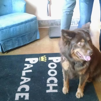 Pooch Palace - A happy pup after his stay at Pooch Palace! - Pet Sitting Near Me - Solon, Iowa
