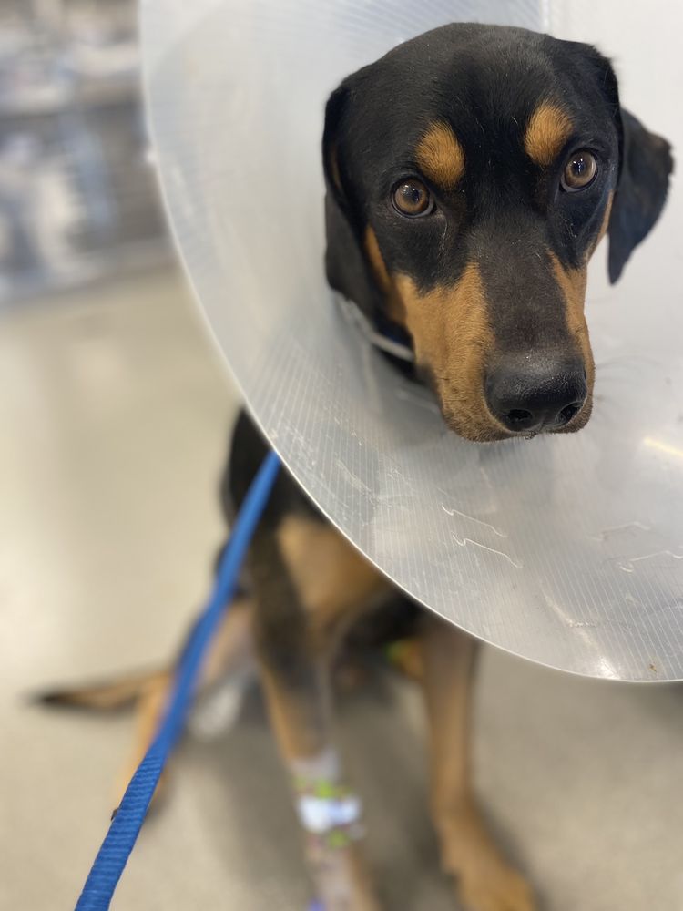 POINTS EAST VETERINARY SPECIALTY HOSPITAL Updated August 2024 24