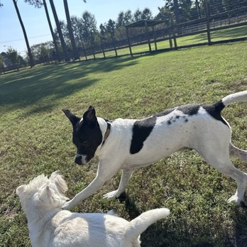 Ballypines Dog Ranch - Pet Boarding Near Me - Chesapeake, Virginia Ballypines Dog Ranch - Pet Boarding Near Me - Chesapeake, Virginia
