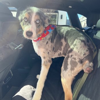 Pet Palace - Pet Groomers Near Me - San Diego, California Pet Palace - Pet Groomers Near Me - San Diego, California