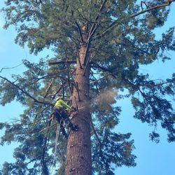 Pioneer Tree Service & Landscaping