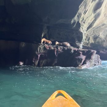 Everyday California - Sea lions! - Rafting/Kayaking Near Me - La Jolla, California