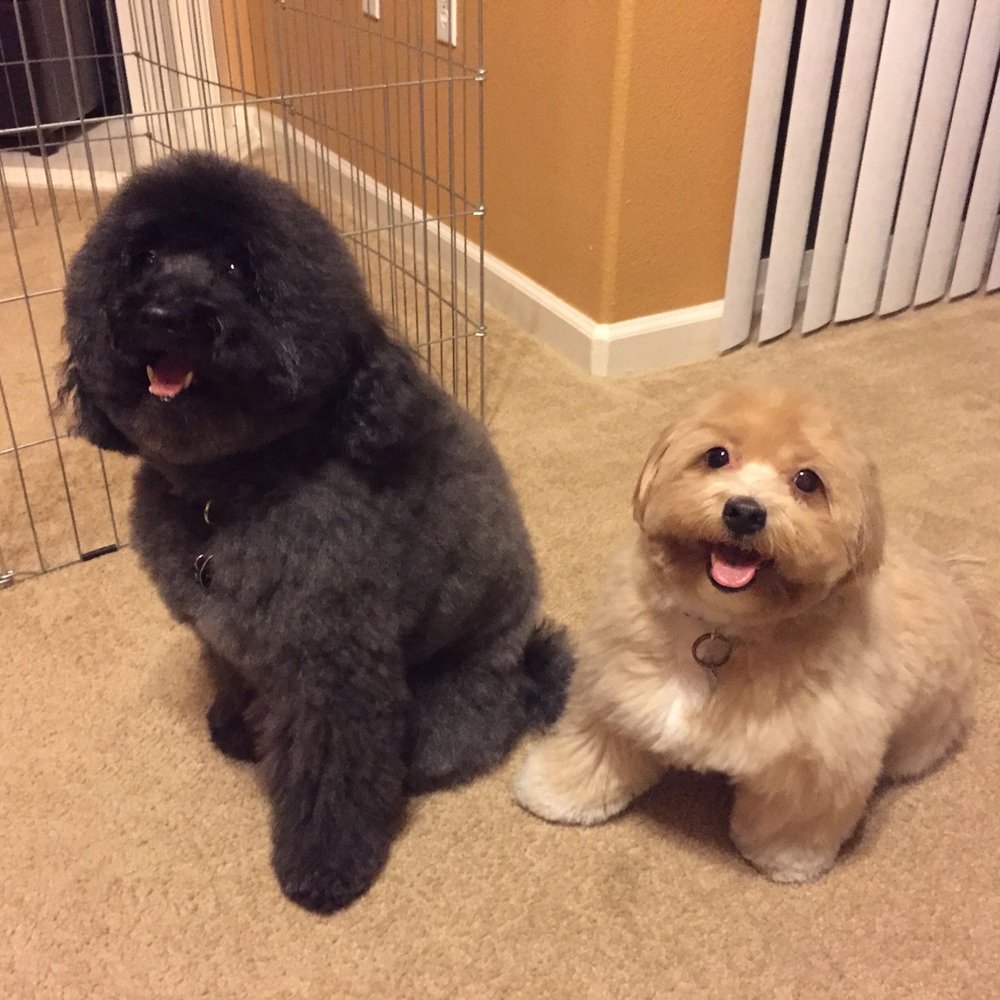 Pooch & Purr - Pet Groomers Near Me - Sacramento, California
