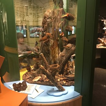 Fernbank Science Center - Birds exhibits - Museums Near Me - Atlanta, Georgia