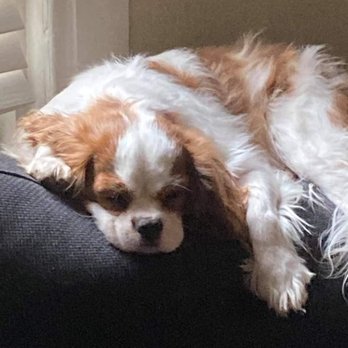The Paw - Sleepy baby - Pet Breeders Near Me - Necedah, Wisconsin