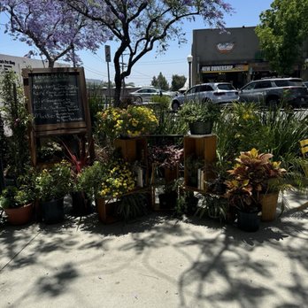 Lost Books - Plants even outside the store and yes they're for sale as well. - Vinyl Records Near Me - Montrose, California