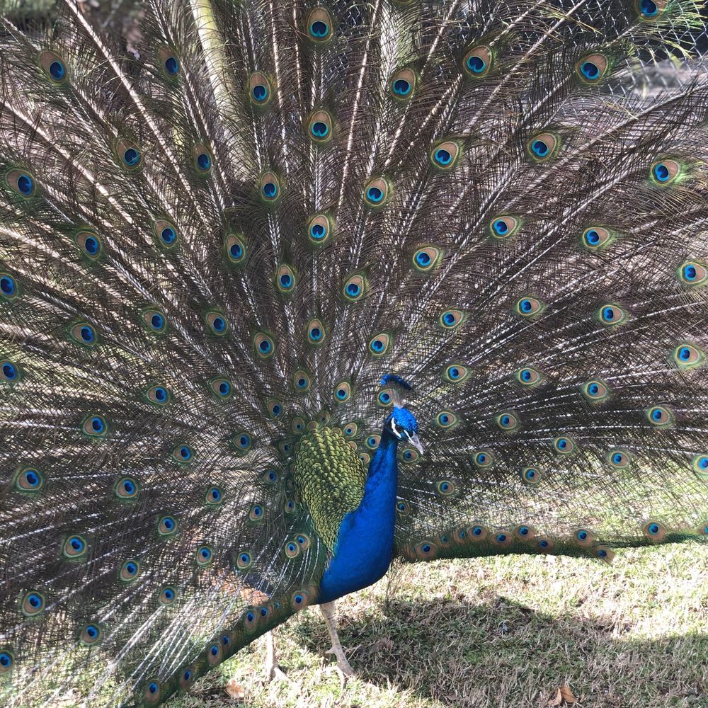 Peacock