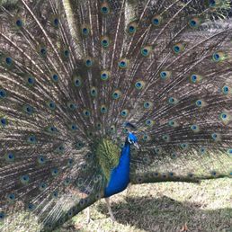 Peacock Peacock