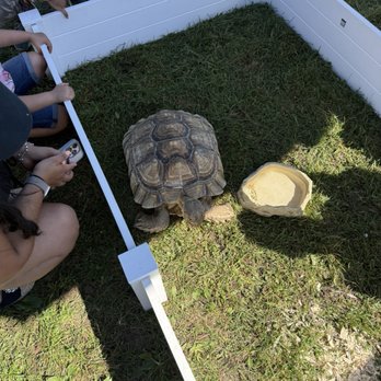 Barton Orchards - A tortoise is in a white fenced enclosure on grass, with children and adults gathered around, some taking photos. - Fruits & Veggies Near Me - Poughkeepsie, New York