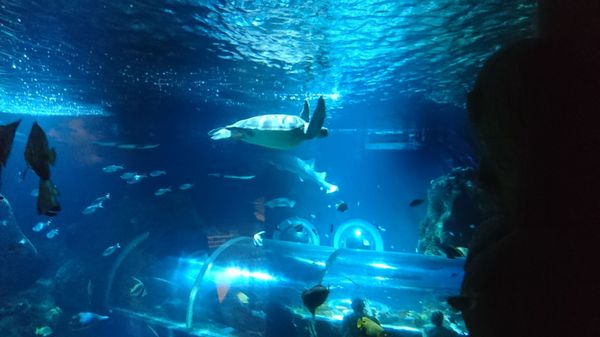 SEA LIFE Konstanz by null