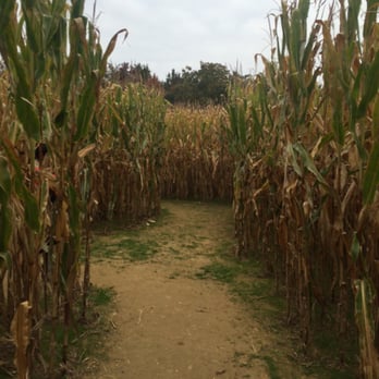 Bowles Farm - The corn maze - Pumpkin Patches Near Me - Clements, Maryland