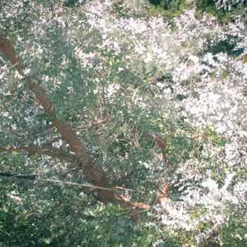 Pacific Mountain Tree Service - John tackling my overgrown beauty - Tree Services Near Me - Boulder Creek, California Pacific Mountain Tree Service - John tackling my overgrown beauty - Tree Services Near Me - Boulder Creek, California