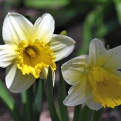 Enger Tower Park and Gardens