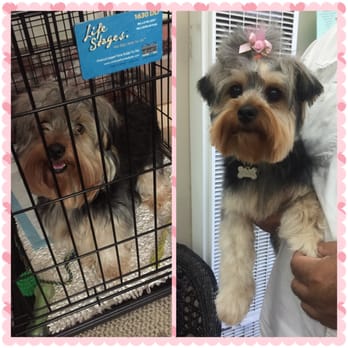 Pet Grooming By Alejandra - All prettied-up!! Thanks Alejandra - Pet Groomers Near Me - Vallejo, California