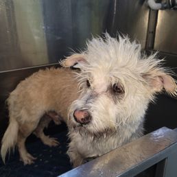 During (terrier mix)