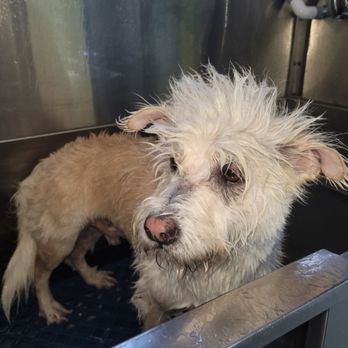 The Traveling Groomers - During (terrier mix) - Pet Groomers Near Me