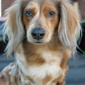 Essential Vet Care - Glory - Veterinarians Near Me - Bastrop, Texas