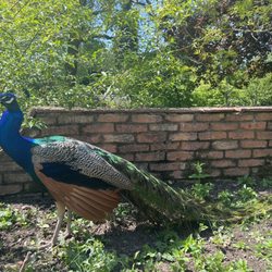 Birmingham Botanical Gardens - Peacock strolling the grounds