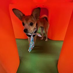 Doggy Den Suites - So much fun at doggy daycare!