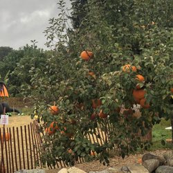 Smolak Farms - Pumpkin tree