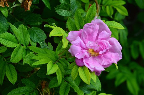 Memorial University Botanical Garden by null