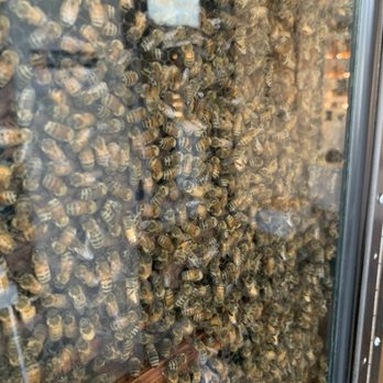 The Hive - Their live hive! - Desserts Near Me - Orland, California The Hive - Their live hive! - Desserts Near Me - Orland, California