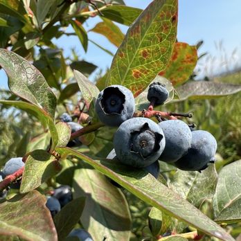 Mountainview Blueberry Farm - Concord blueberry - Pick Your Own Farms Near Me - Snohomish, Washington