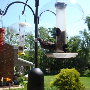 Wbu Tube Feeders And Aps Pole System Purchased From This Wbu
