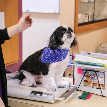 All Creatures Veterinary Center - Veterinarians Near Me - Carrollton, Texas