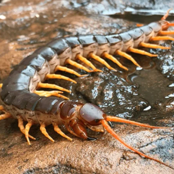 Greenpro Pest Services - Pest Control Near Me Greenpro Pest Services - Pest Control Near Me