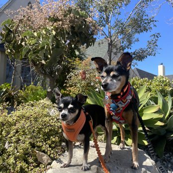 DoggieTales LA - Dog Walkers Near Me DoggieTales LA - Dog Walkers Near Me