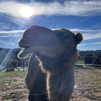Alpine Acres Sanctuary Farm - Ranches Near Me - Alpine, California