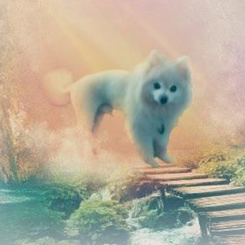 Pampered Pooches - Dog Walkers Near Me Pampered Pooches - Dog Walkers Near Me