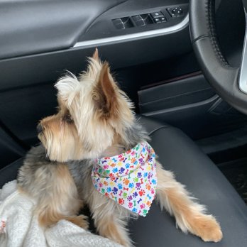 Isela's Pet Grooming - After Full Service :) - Pet Groomers Near Me - Whittier, California Isela's Pet Grooming - After Full Service :) - Pet Groomers Near Me - Whittier, California