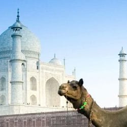 Travel Concepts
