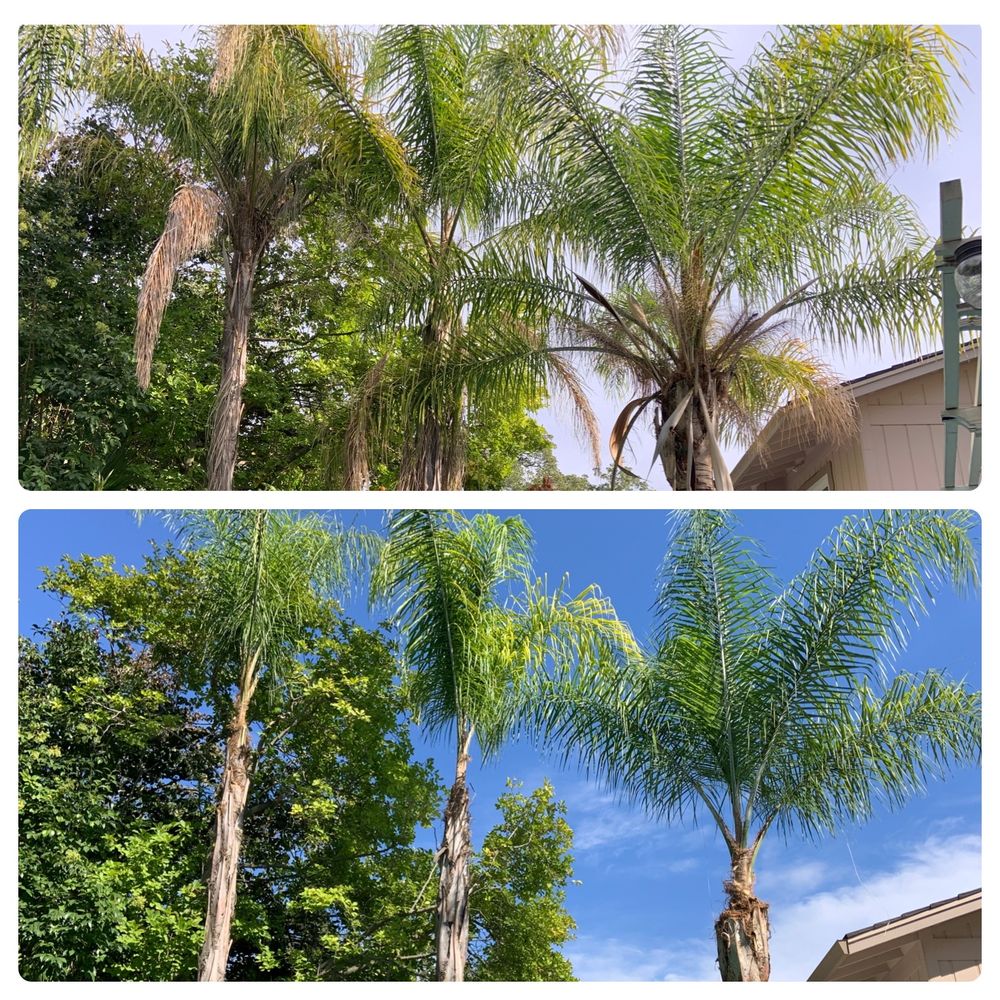 Arbor Evergreen - Before and After photos - Tree Services Near Me Arbor Evergreen - Before and After photos - Tree Services Near Me