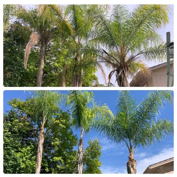 Arbor Evergreen - Before and After photos - Tree Services Near Me Arbor Evergreen - Before and After photos - Tree Services Near Me