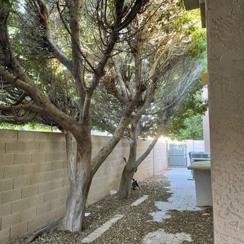 Murphy's Trees - Trees removed from the side of house - Tree Services Near Me
