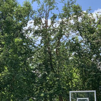 Limbwalker Tree Service - Tree Services Near Me - Louisville, Kentucky