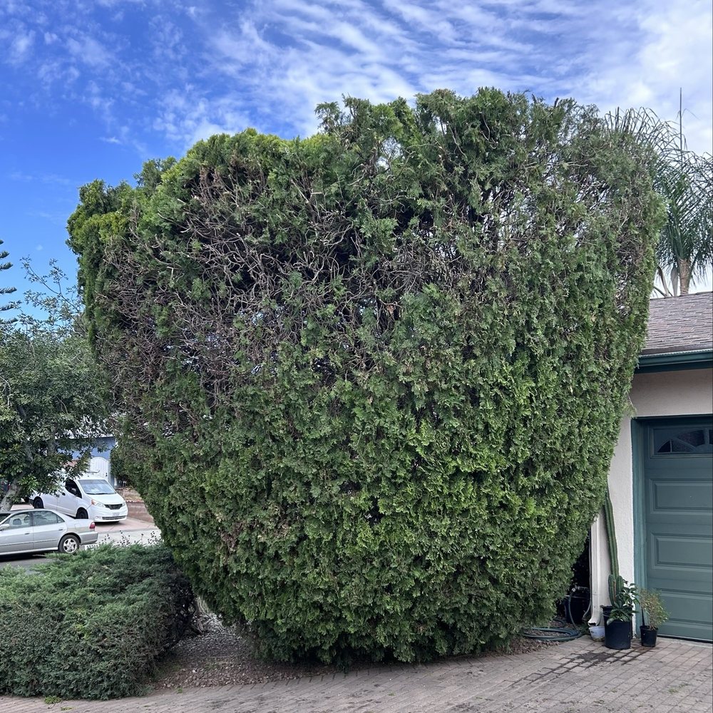 Glez Tree Service - Tree Services Near Me Glez Tree Service - Tree Services Near Me