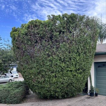 Glez Tree Service - Tree Services Near Me Glez Tree Service - Tree Services Near Me